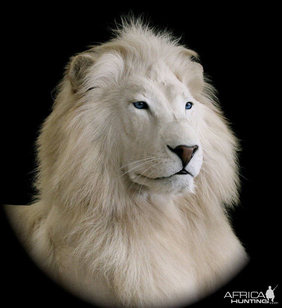 White Lion Full Mount Taxidermy