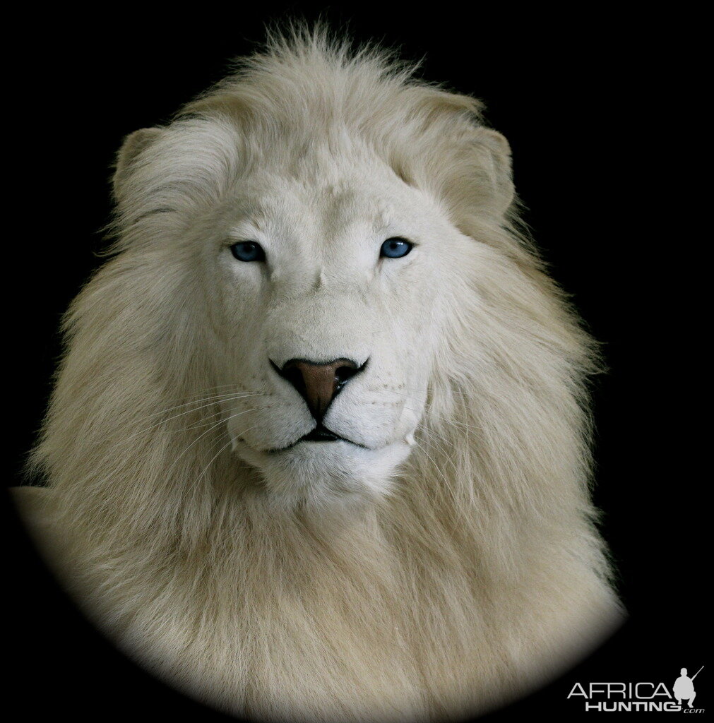 White Lion Full Mount Taxidermy