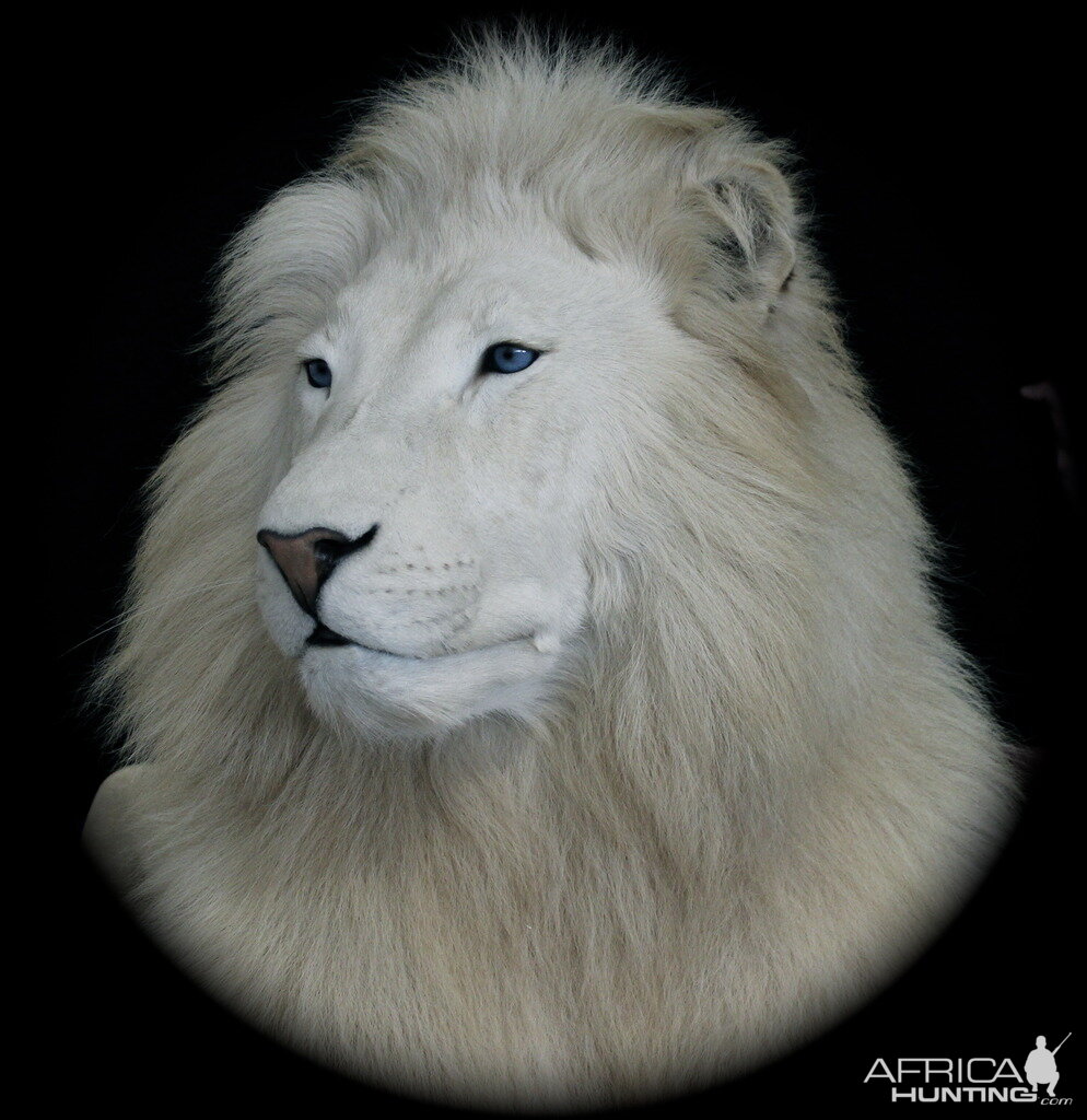 White Lion Full Mount Taxidermy