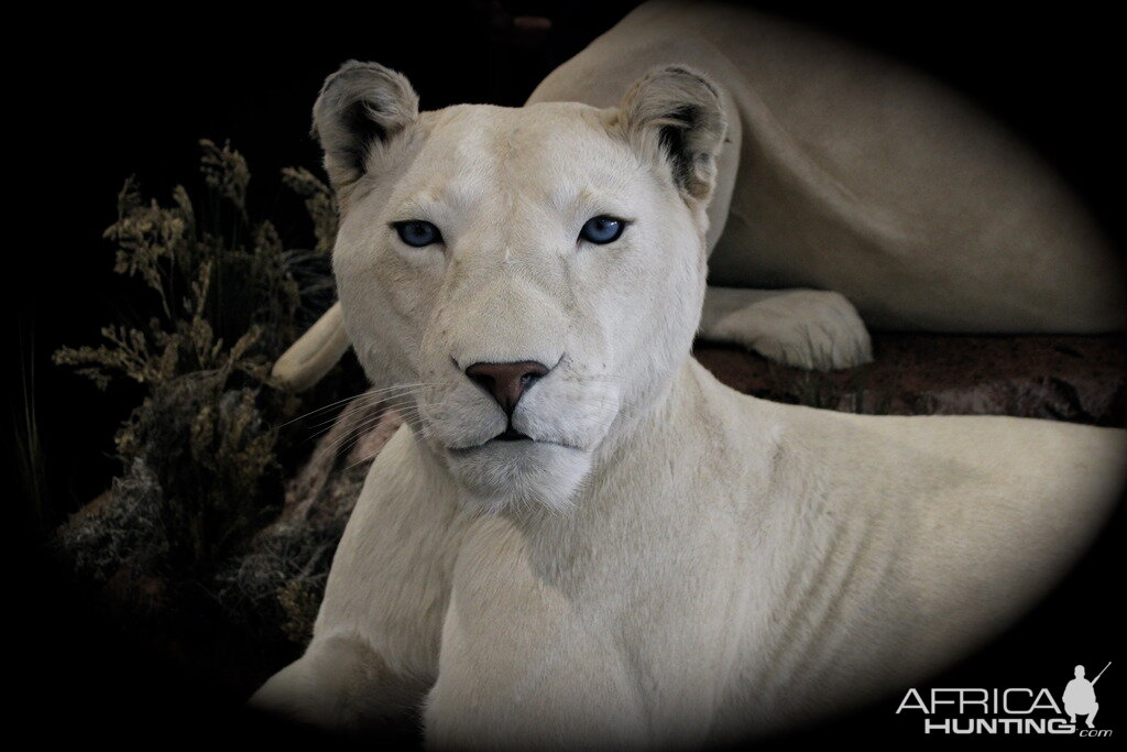 White Lion Full Mount Taxidermy