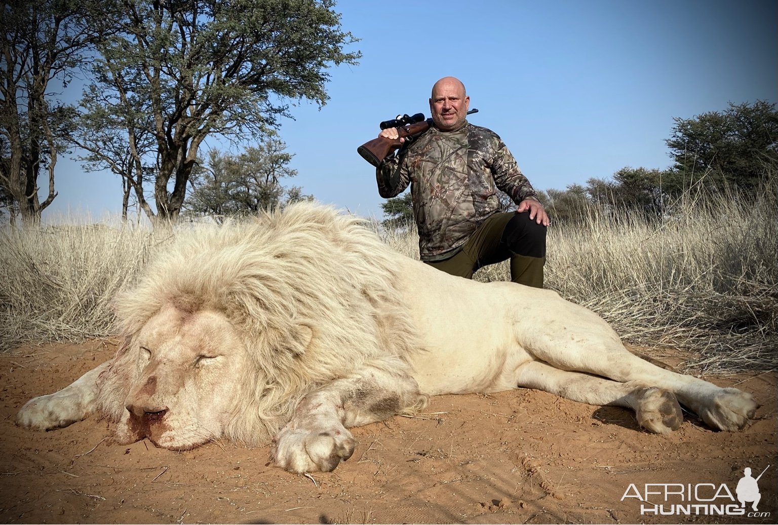 White Lion Hunting Limpopo South Africa