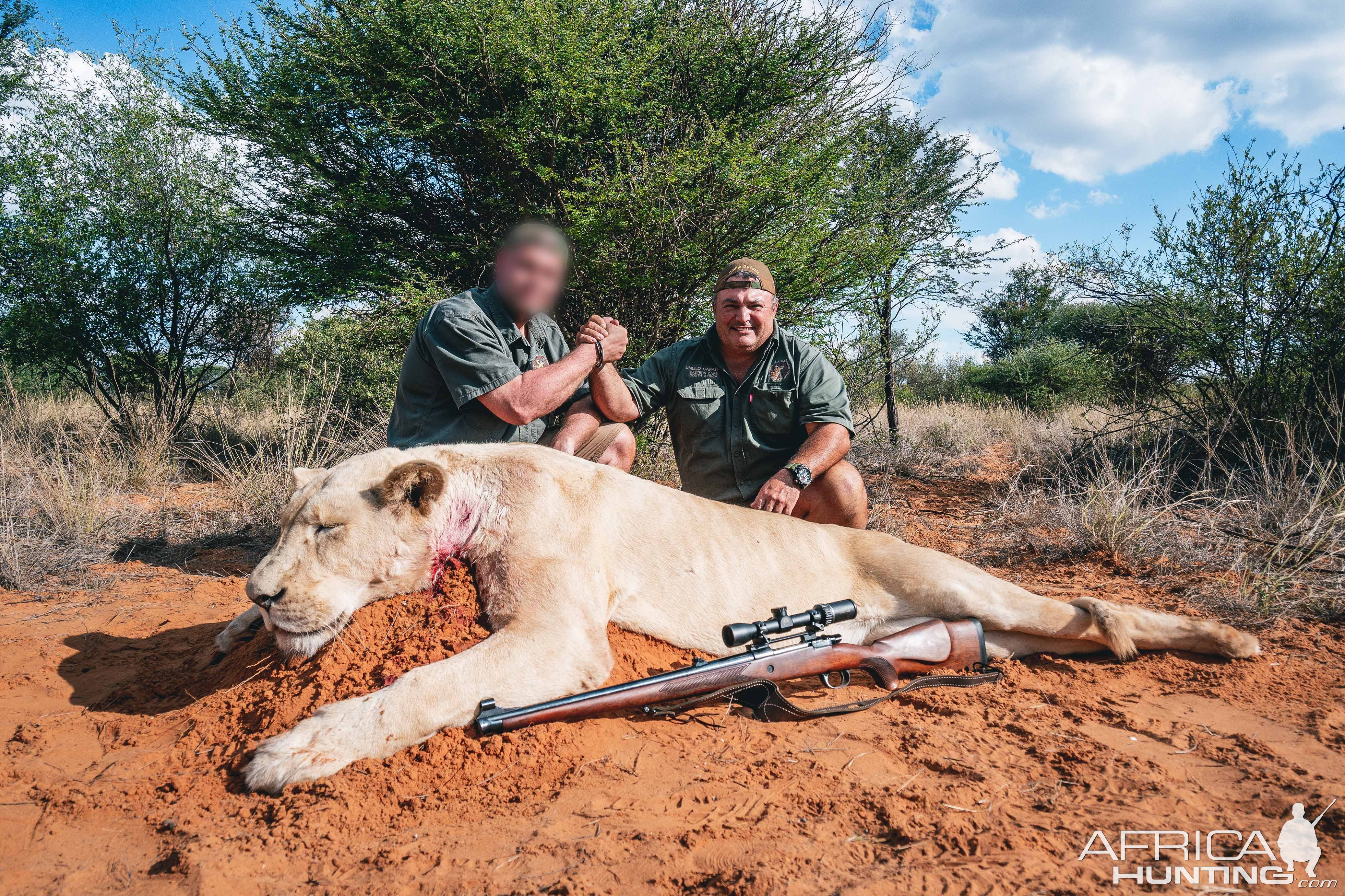 White Lioness Hunt South Africa