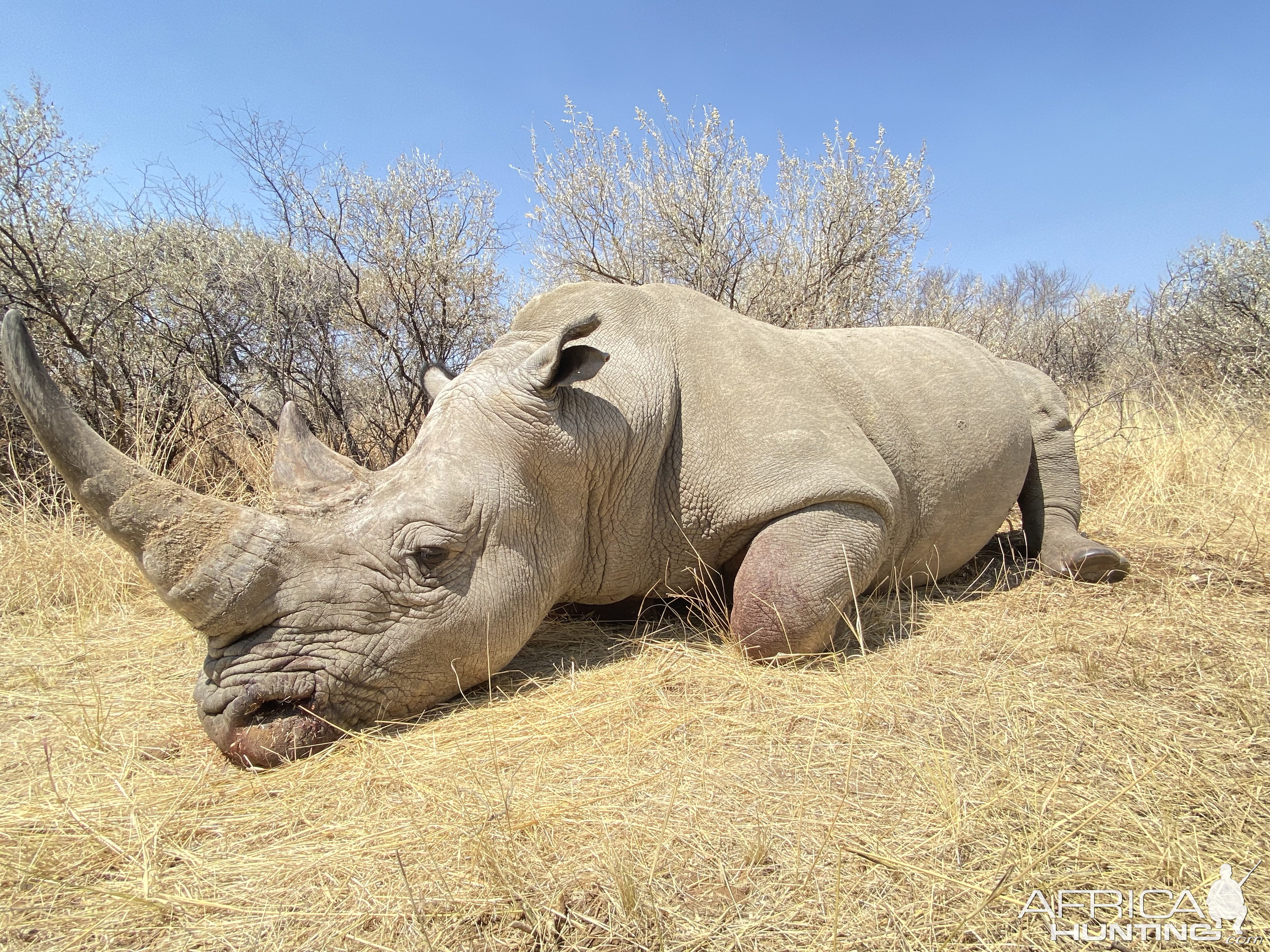 White Rhino Eland Hunt Namibia