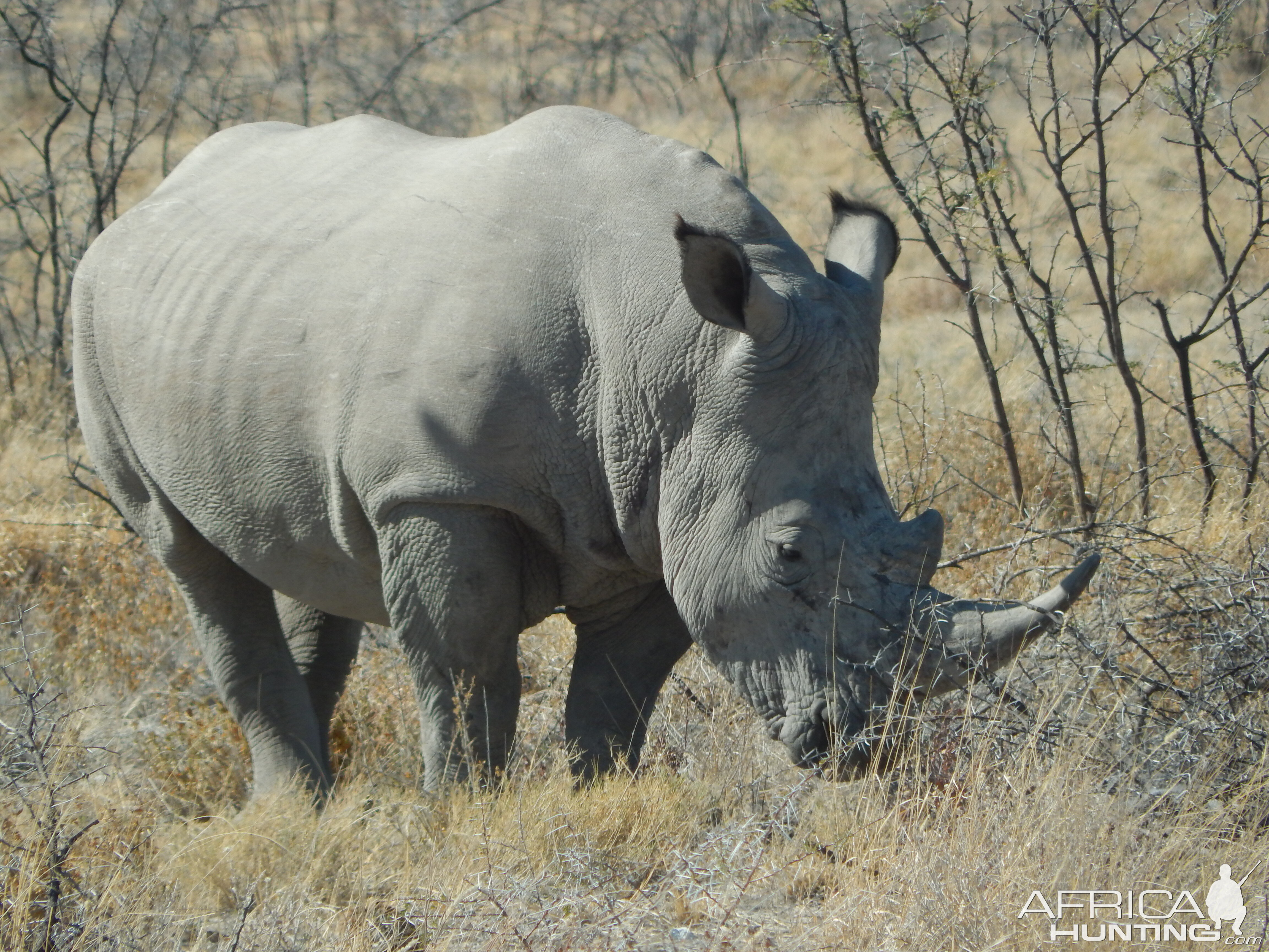 White Rhino Etosha Namibia