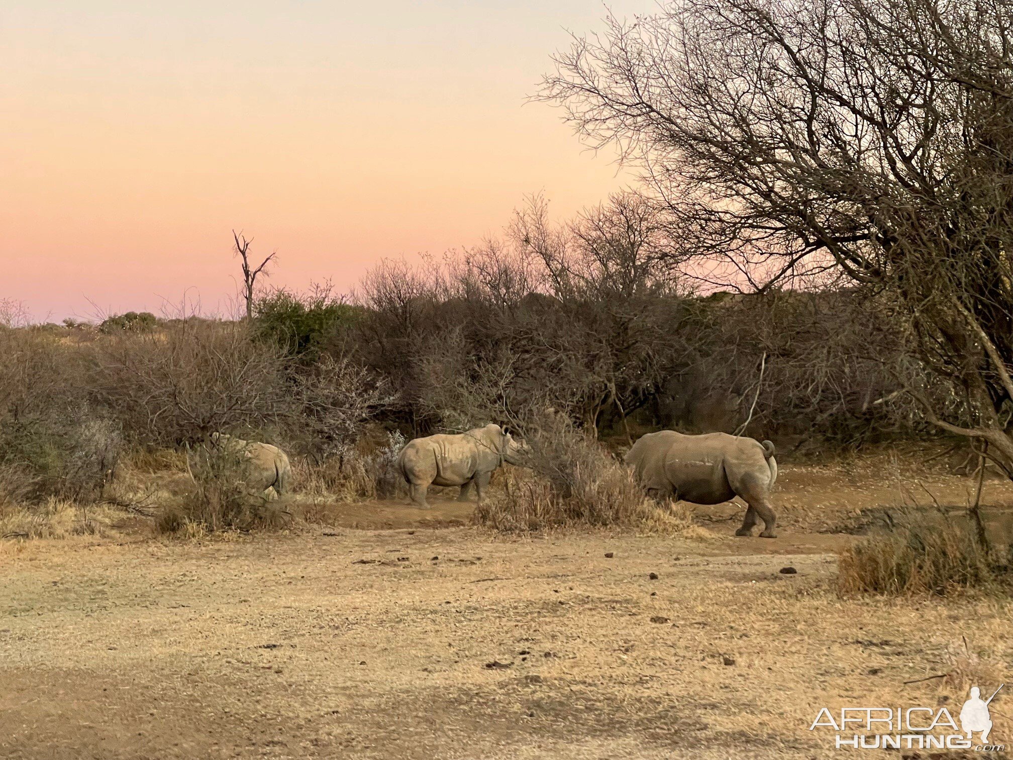 White Rhino Free State South Africa