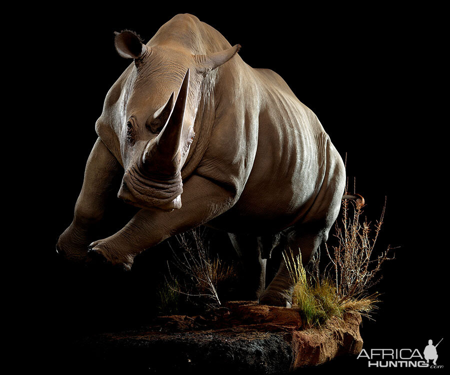 White Rhino Full Mount Taxidermy