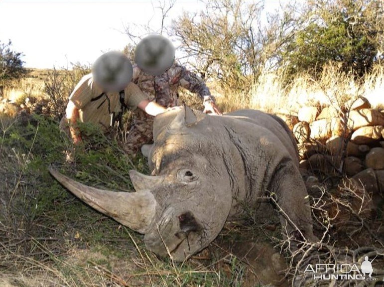 White Rhino Hunting South Africa | AfricaHunting.com