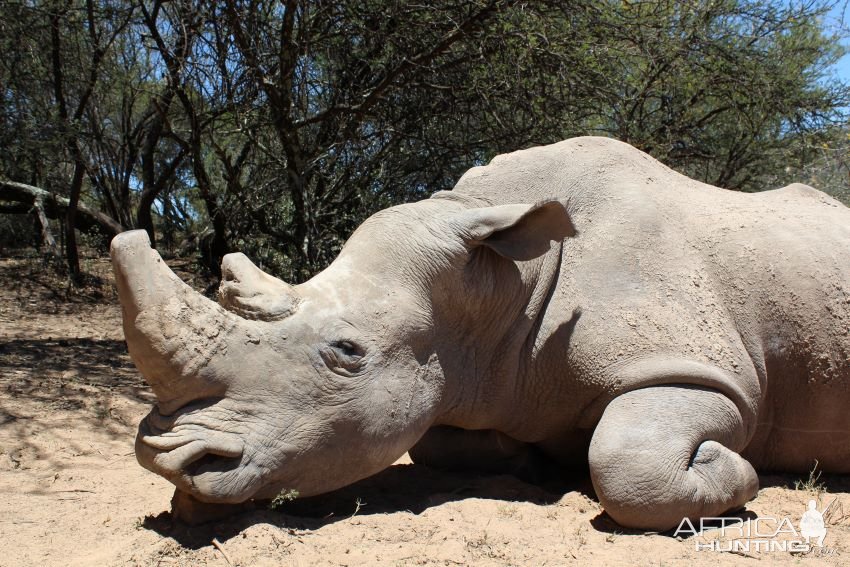 White Rhino Hunting South Africa