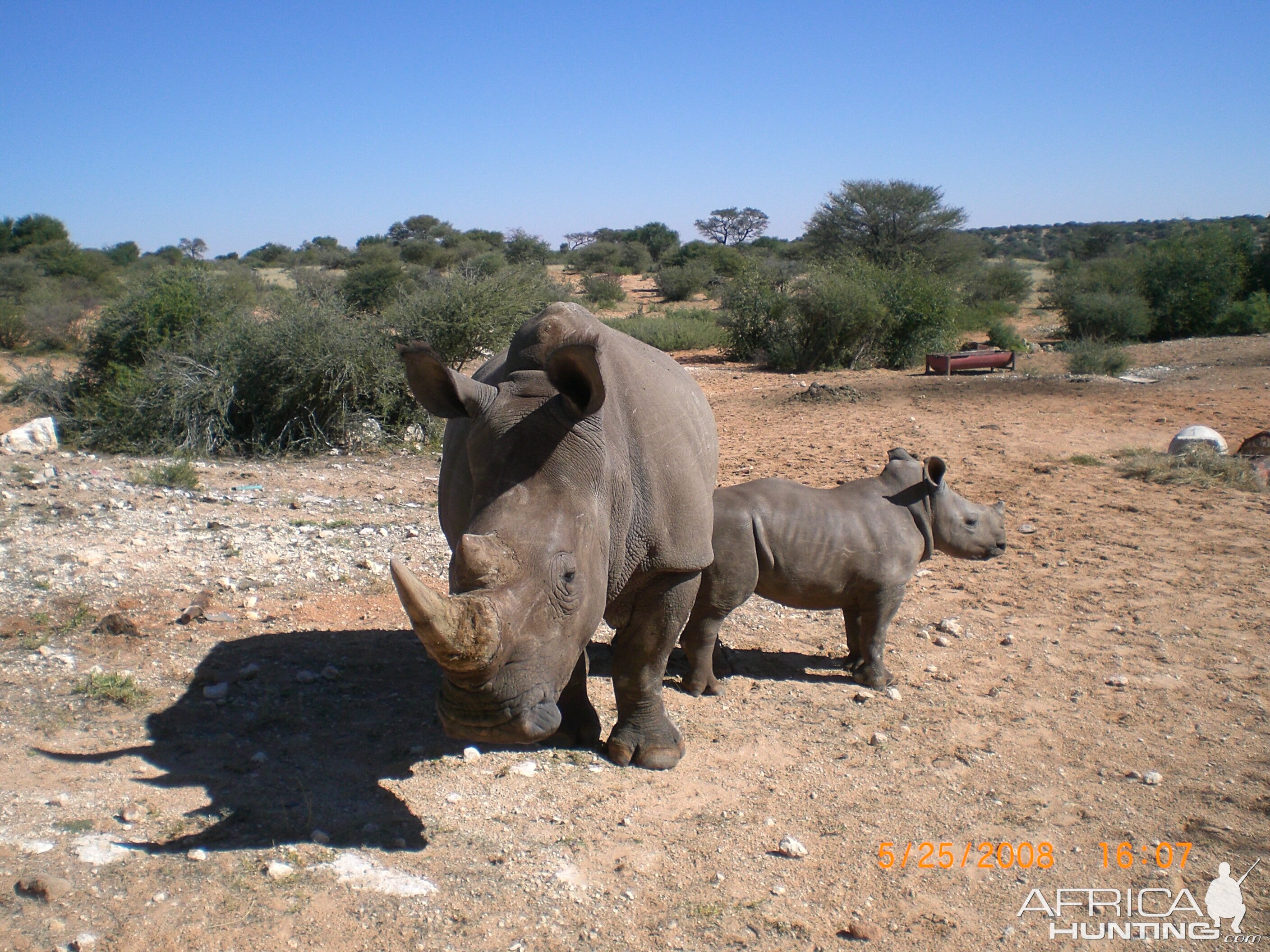 White Rhino in South Africa