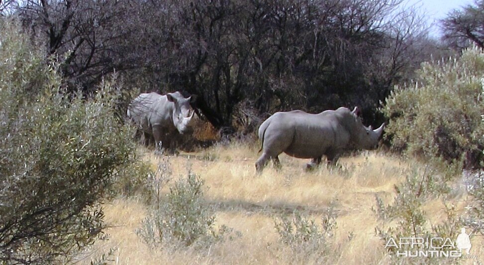 White Rhino Namibia