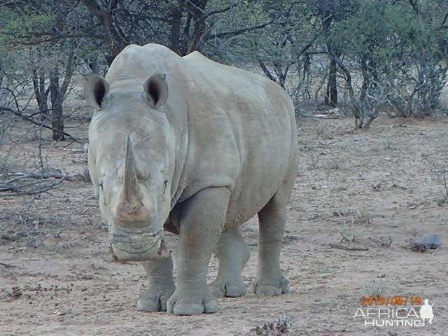 White Rhino Namibia