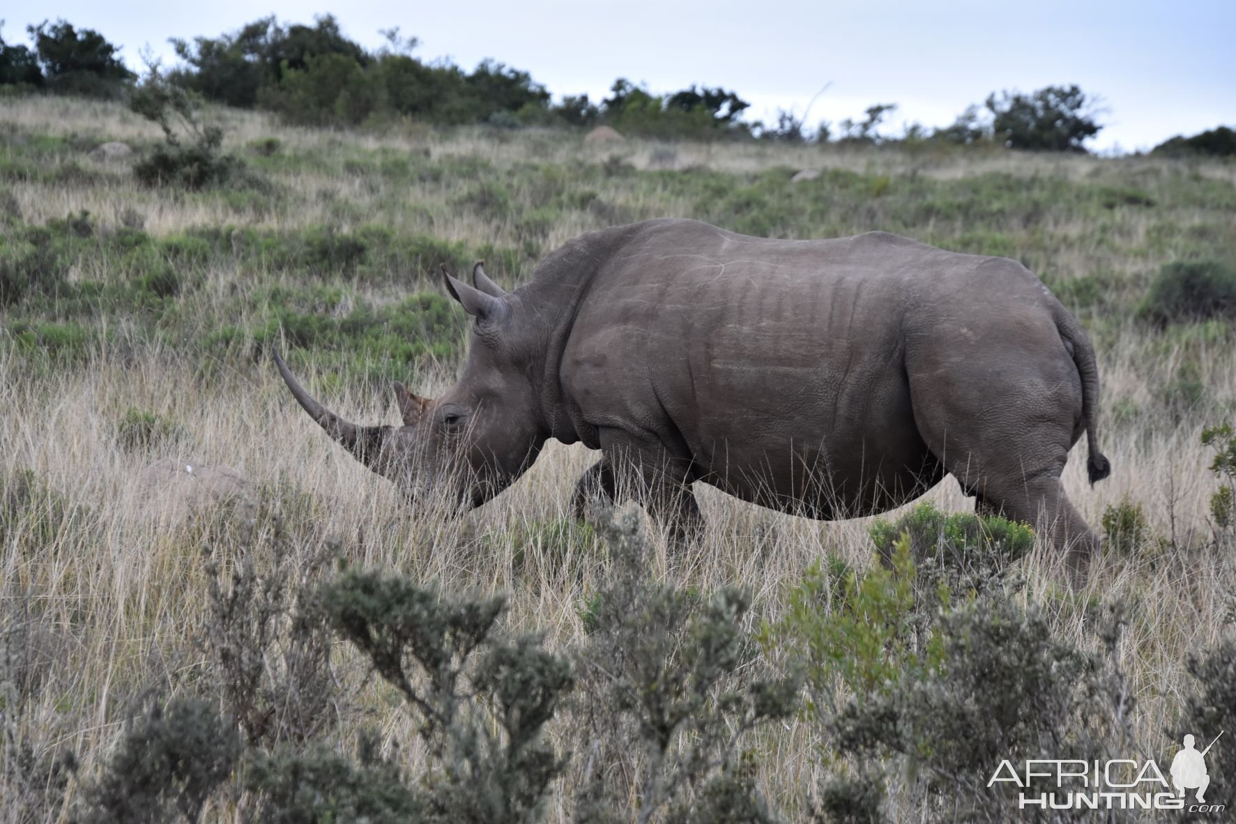 White Rhino South Africa