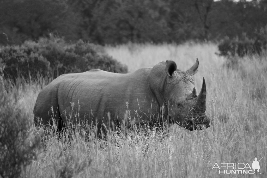 White Rhino South Africa