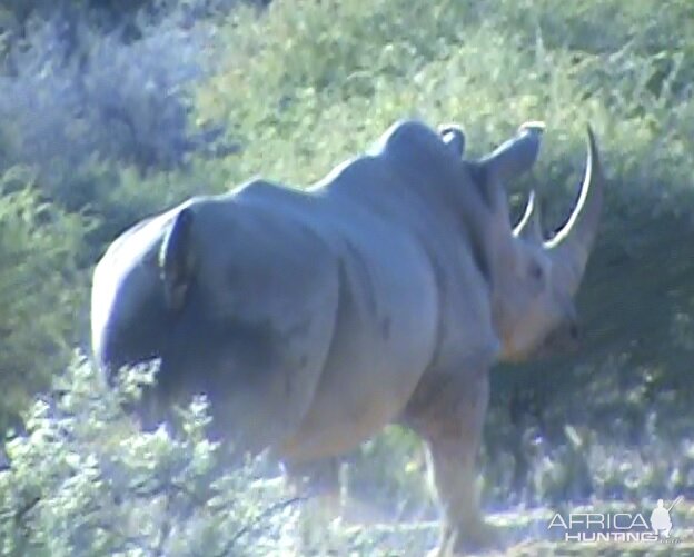 White Rhino South Africa