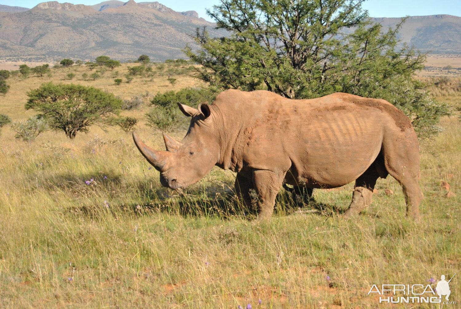 White Rhino South Africa