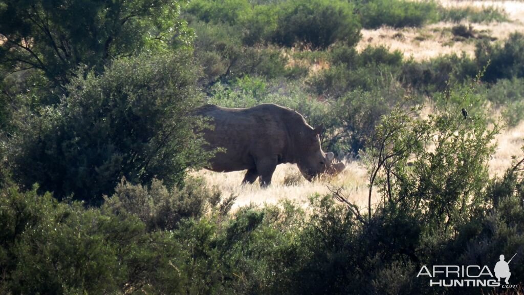 White Rhino South Africa