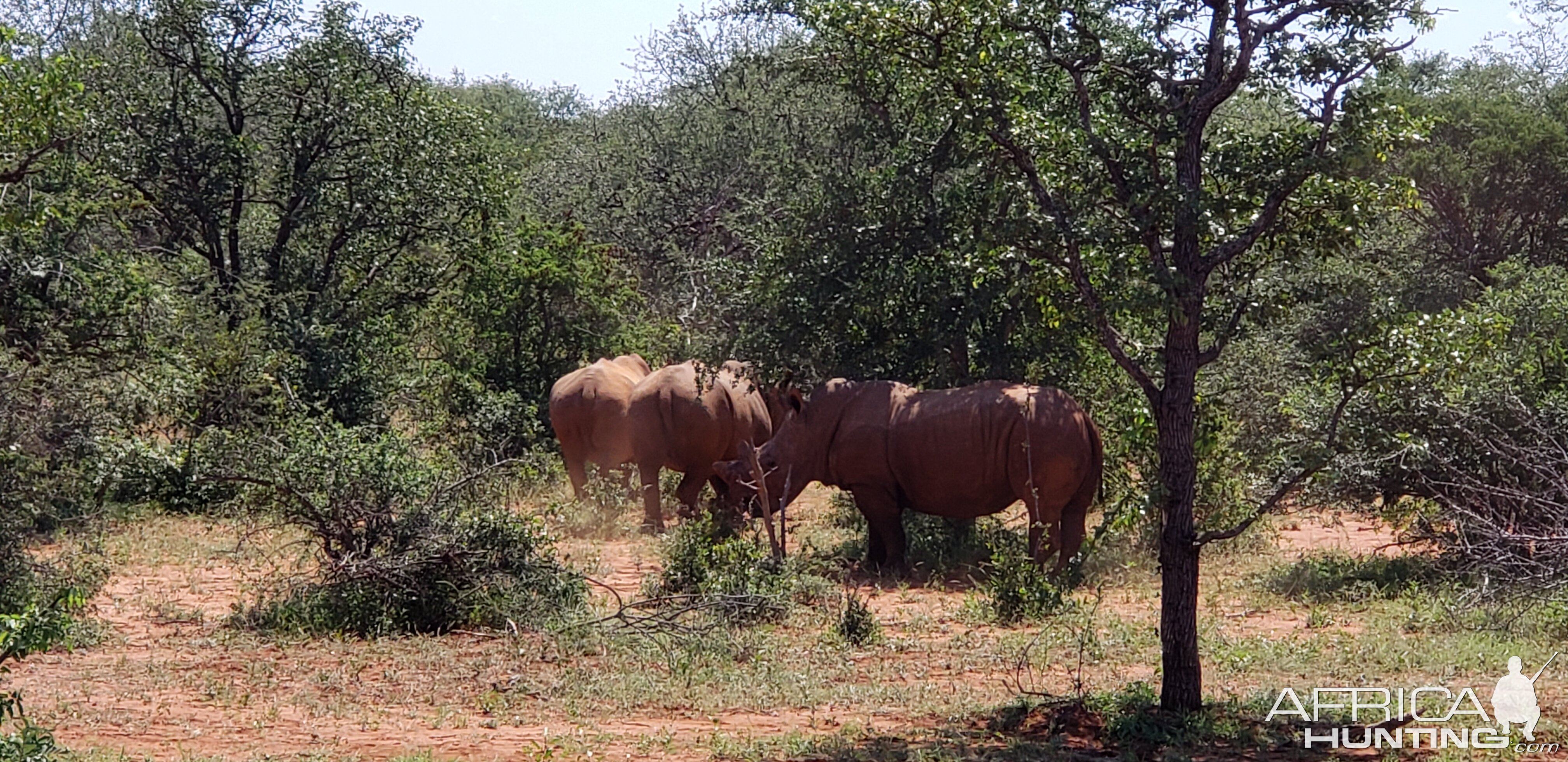 White Rhino South Africa