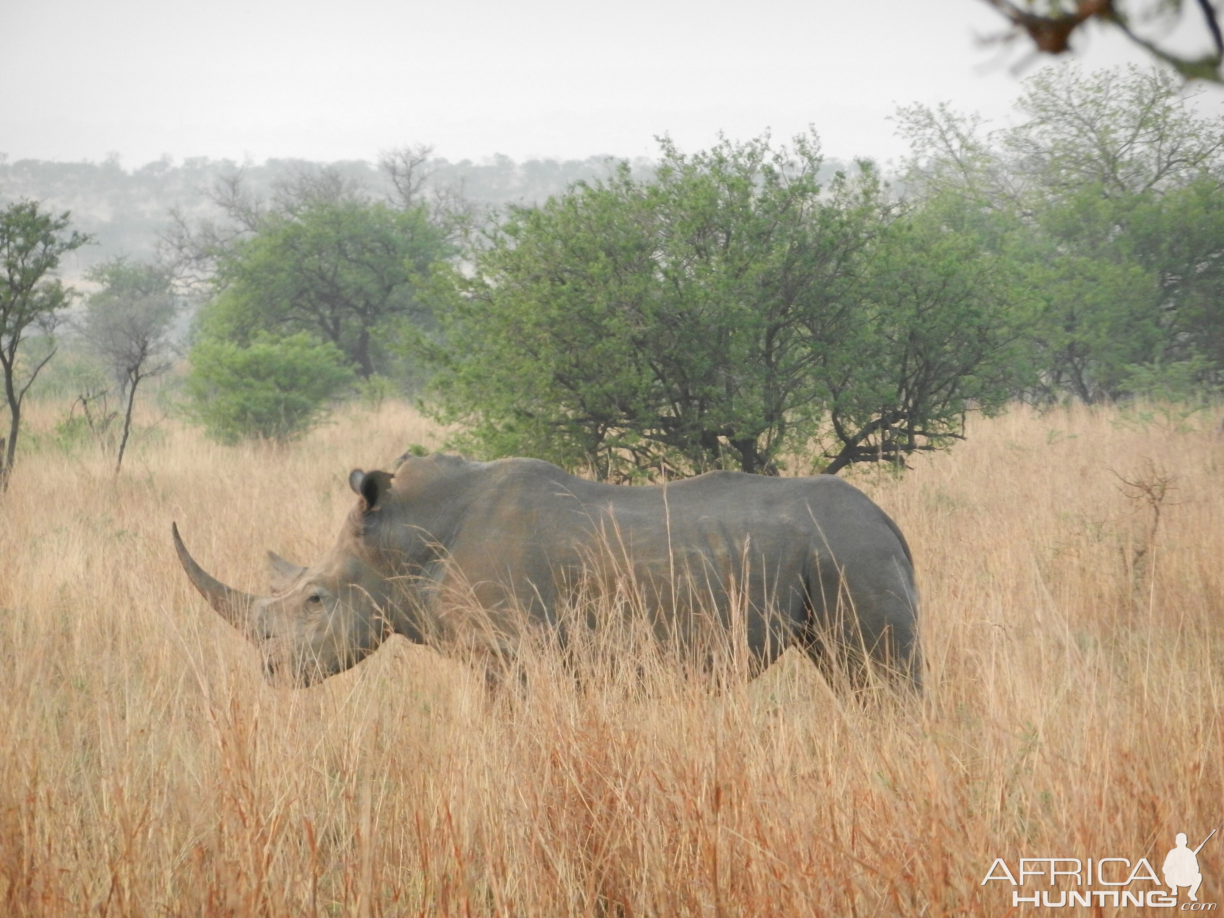 White Rhino