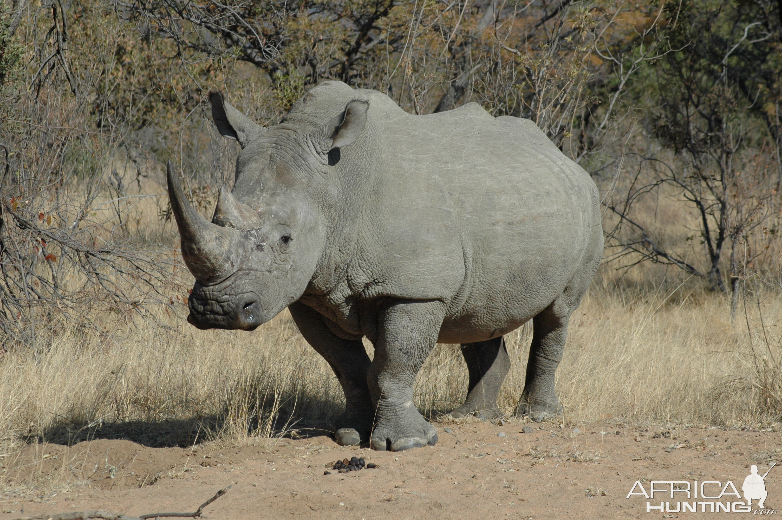 White Rhino