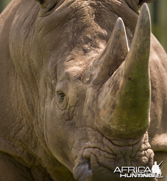 White Rhino