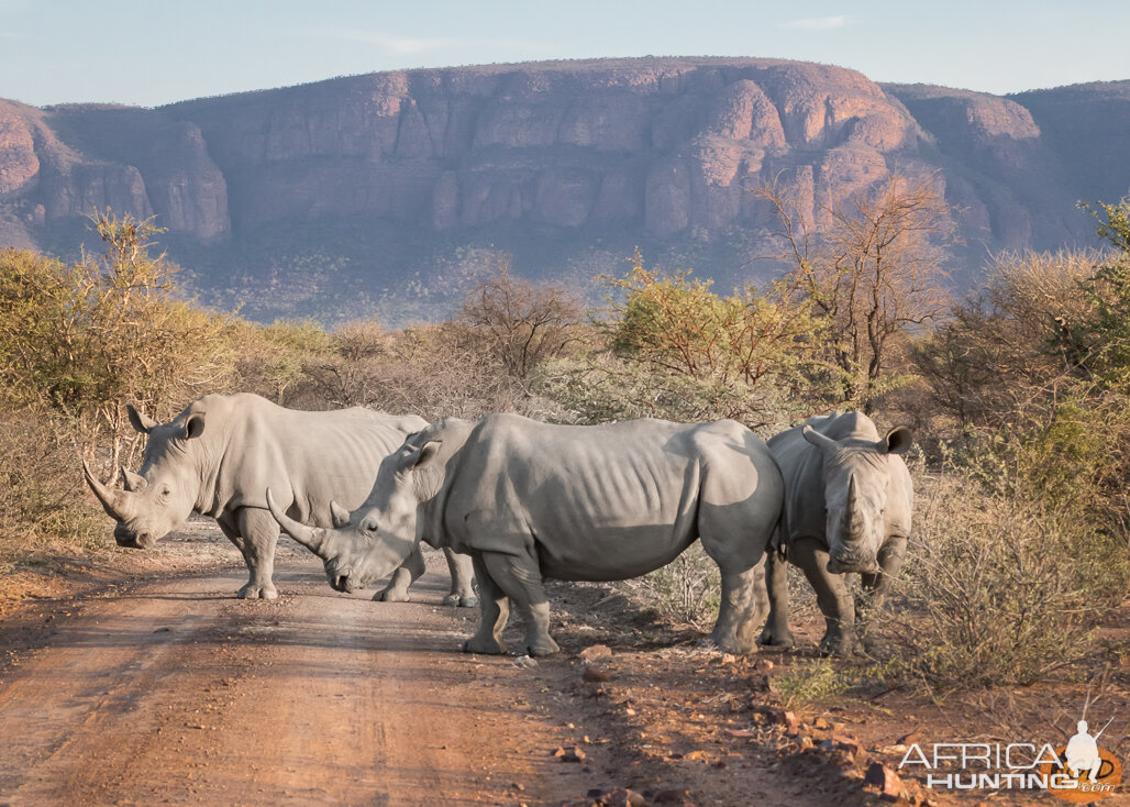 White Rhino