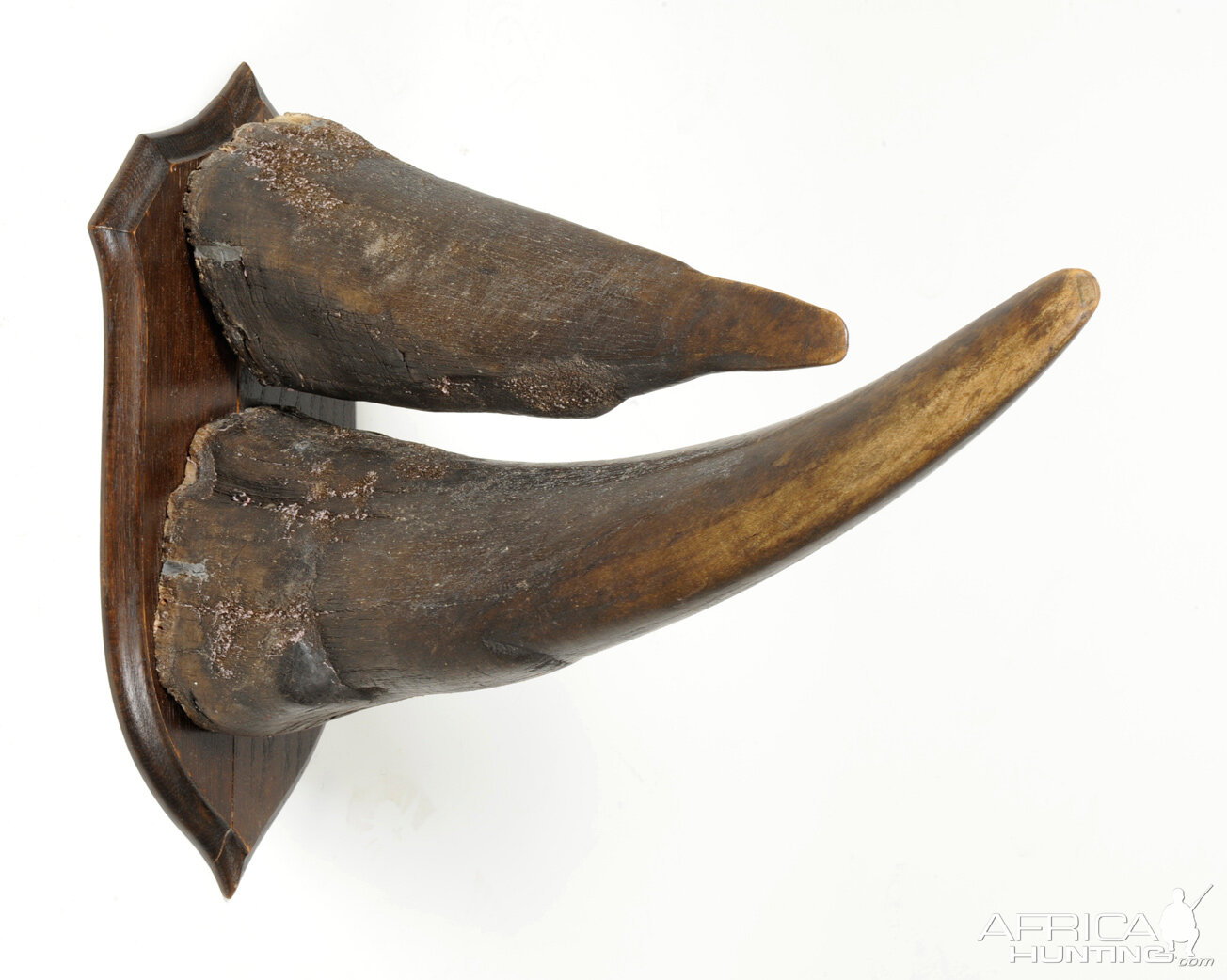 White Rhinoceros Horns