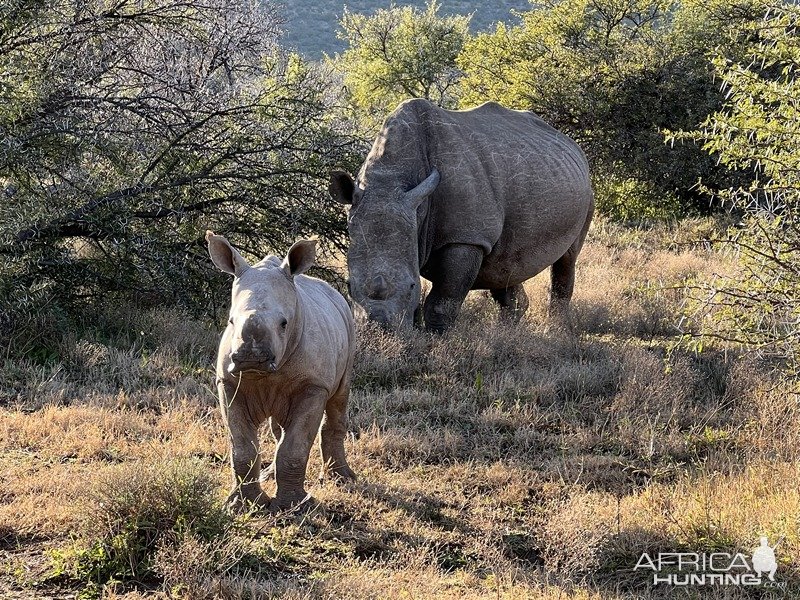 White Rhinos Karoo South Africa