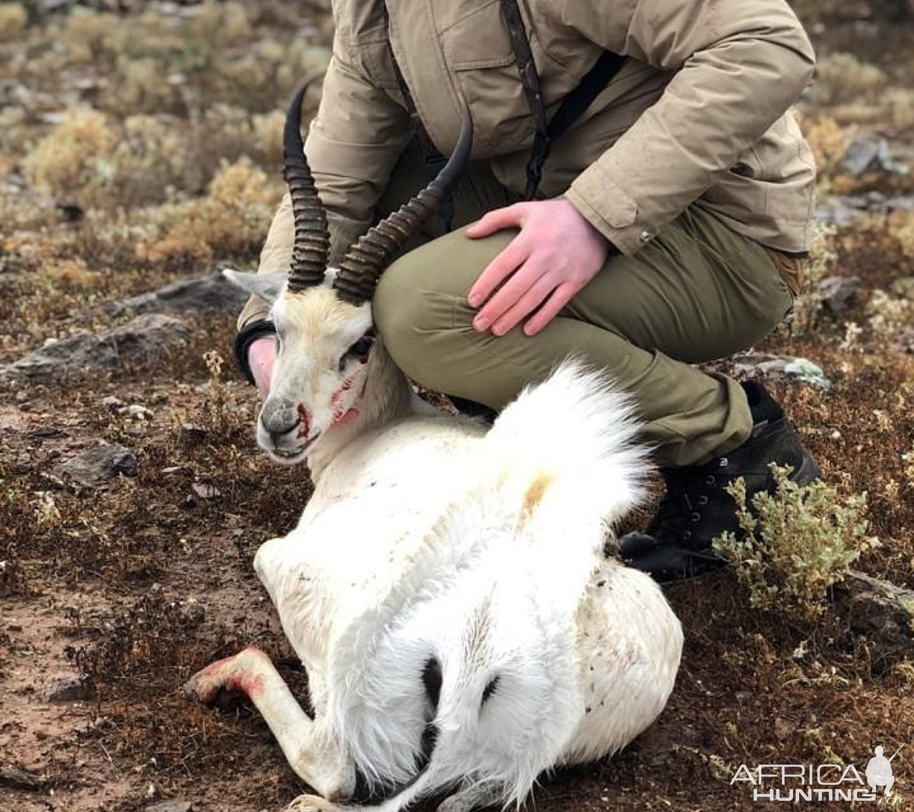 White Springbok Hunting Eastern Cape South Africa | AfricaHunting.com