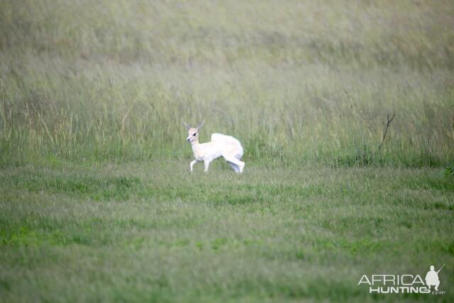 White Springbok Youngster South Africa