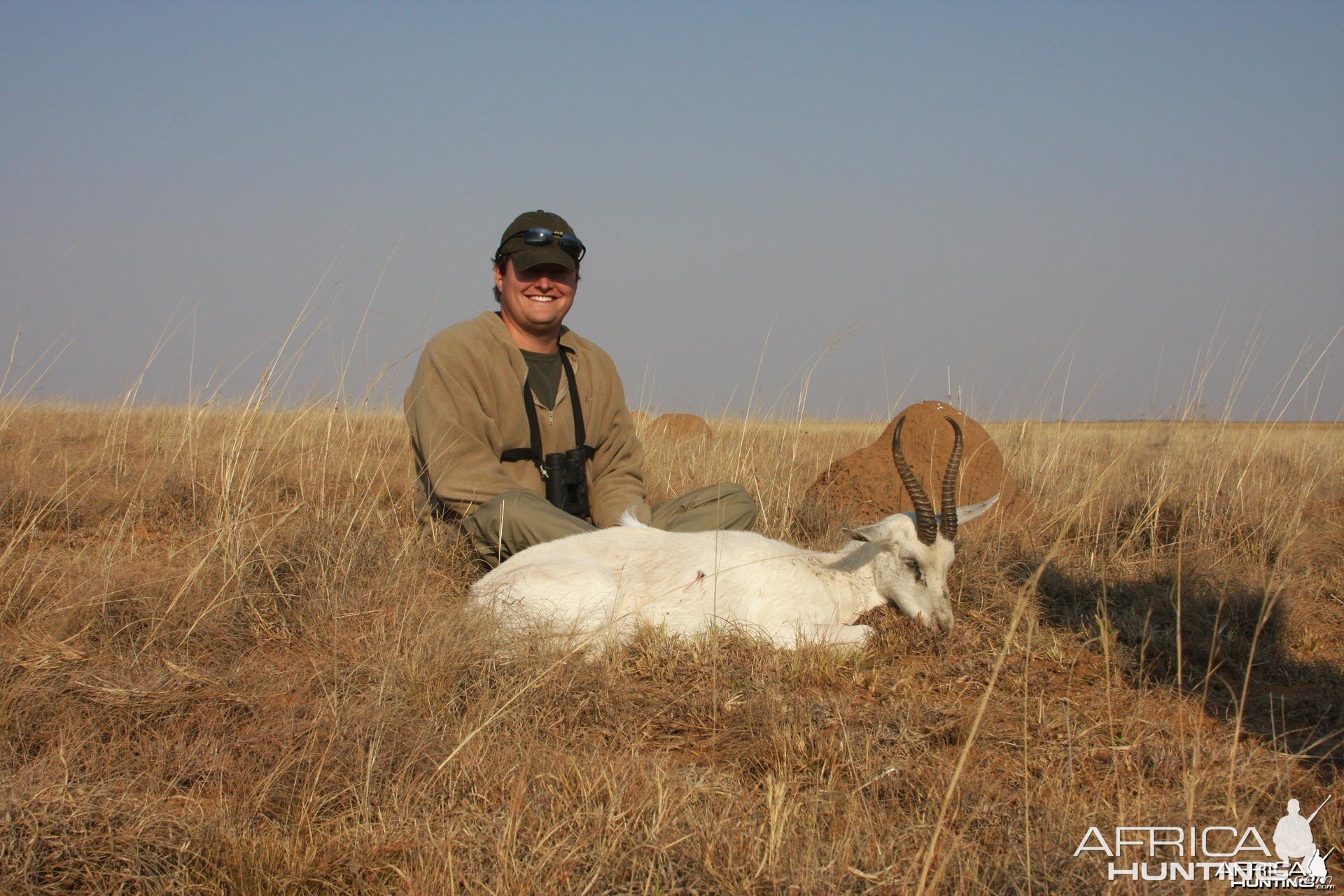 White Springbok