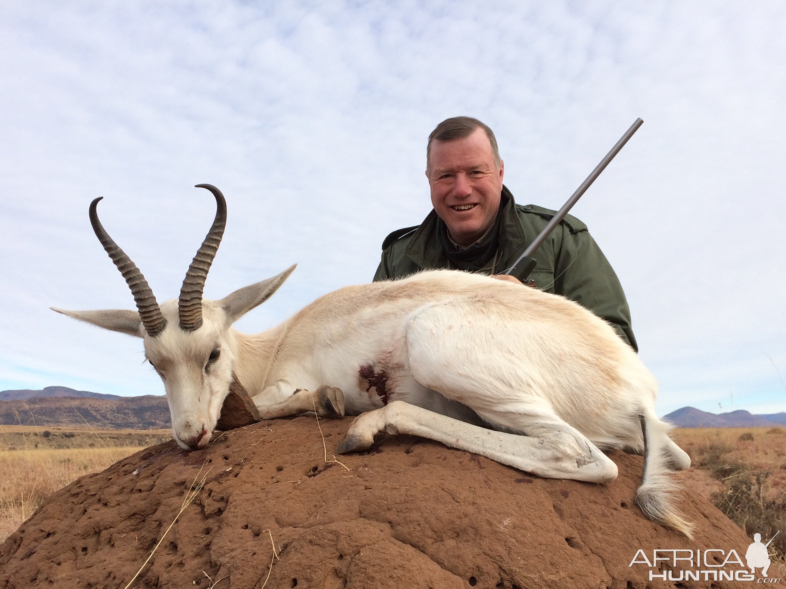 White Springbok