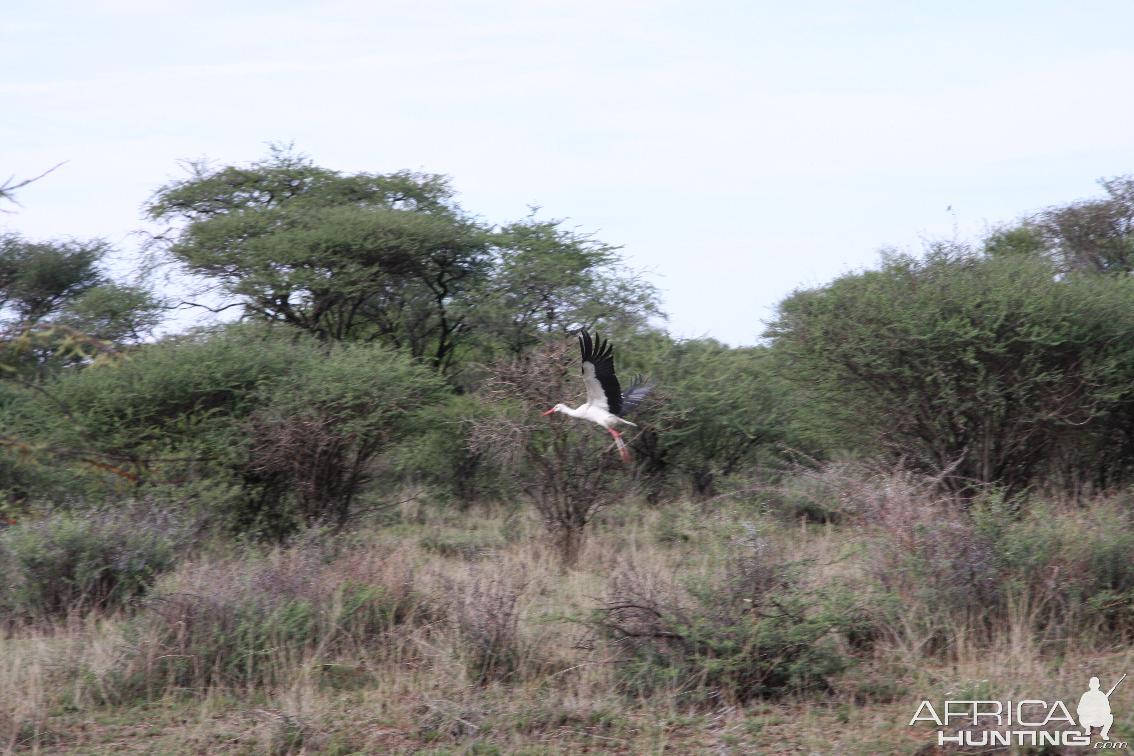 White Stork Namibia