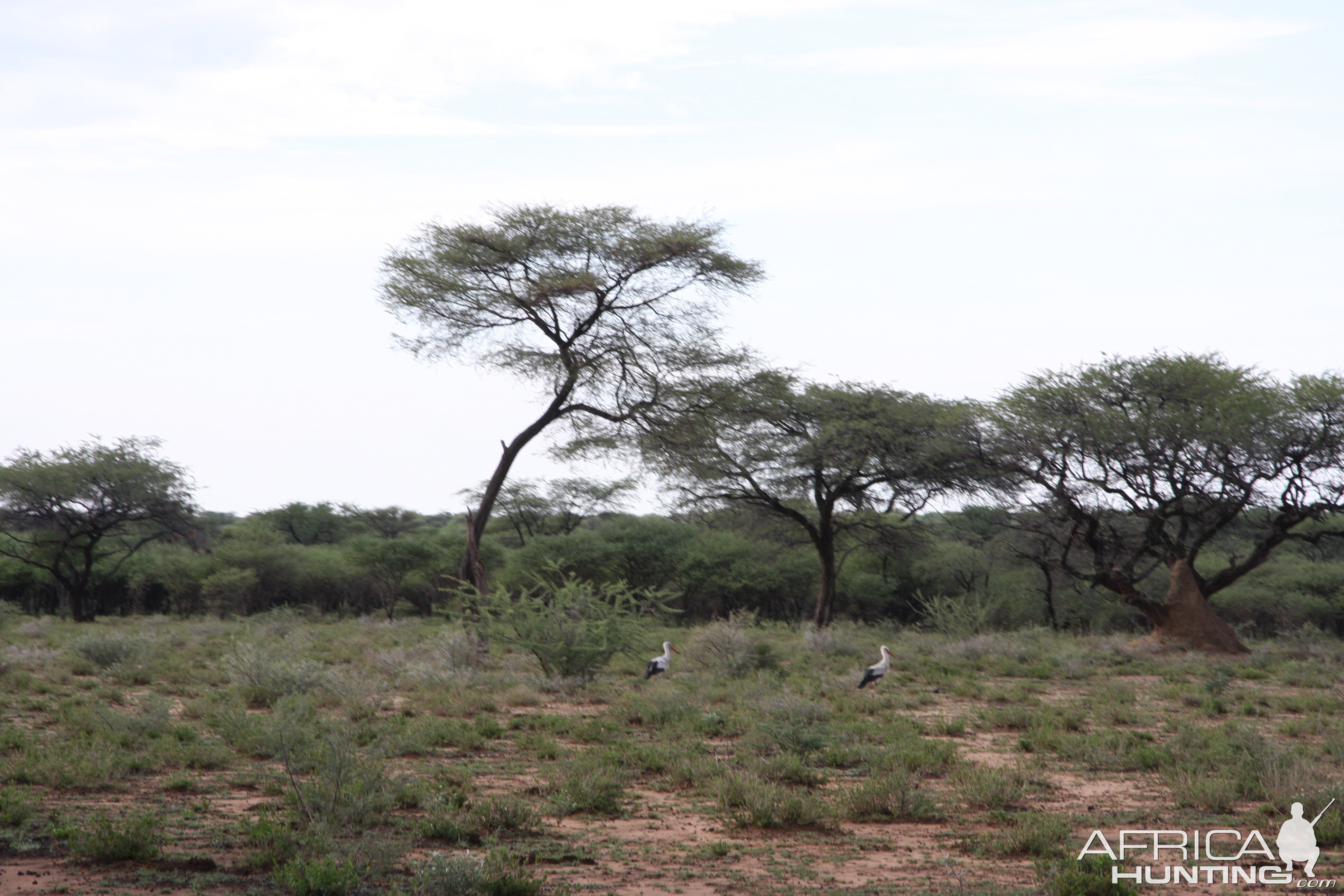 White Storks Namibia