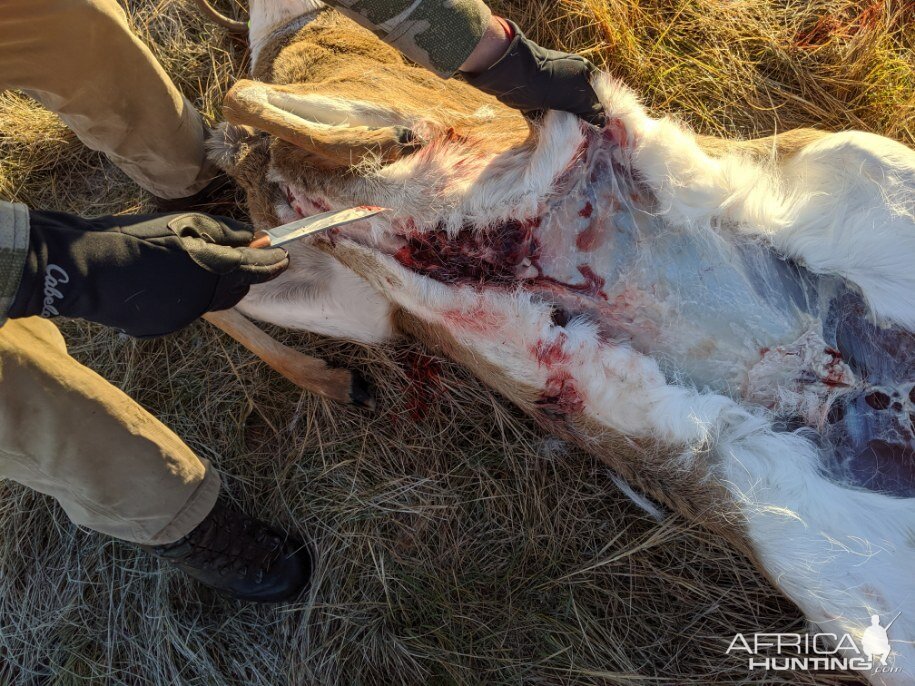 White-tailed Deer Hunt Montana USA