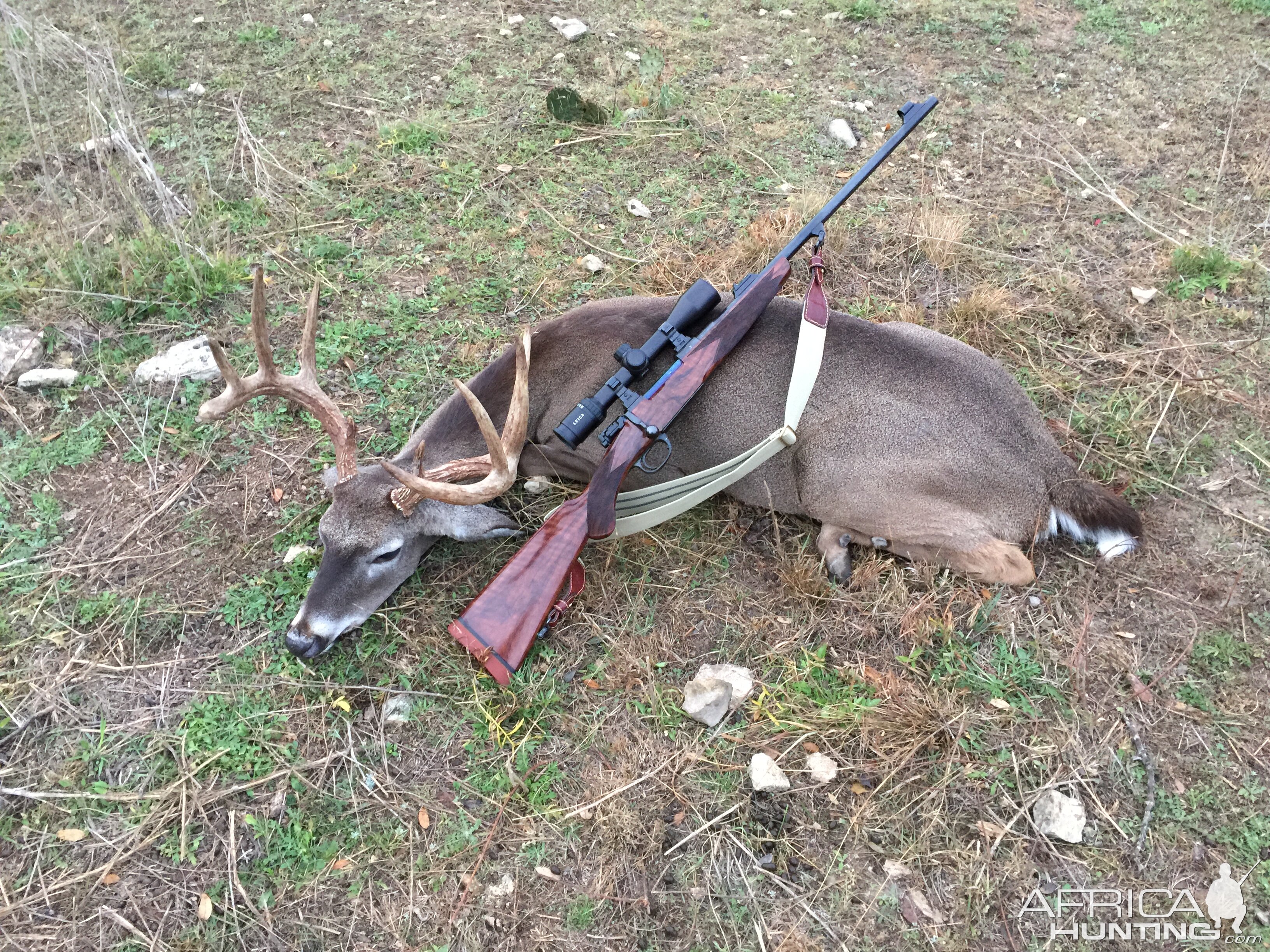 White-tailed Deer Hunting In Hill Country