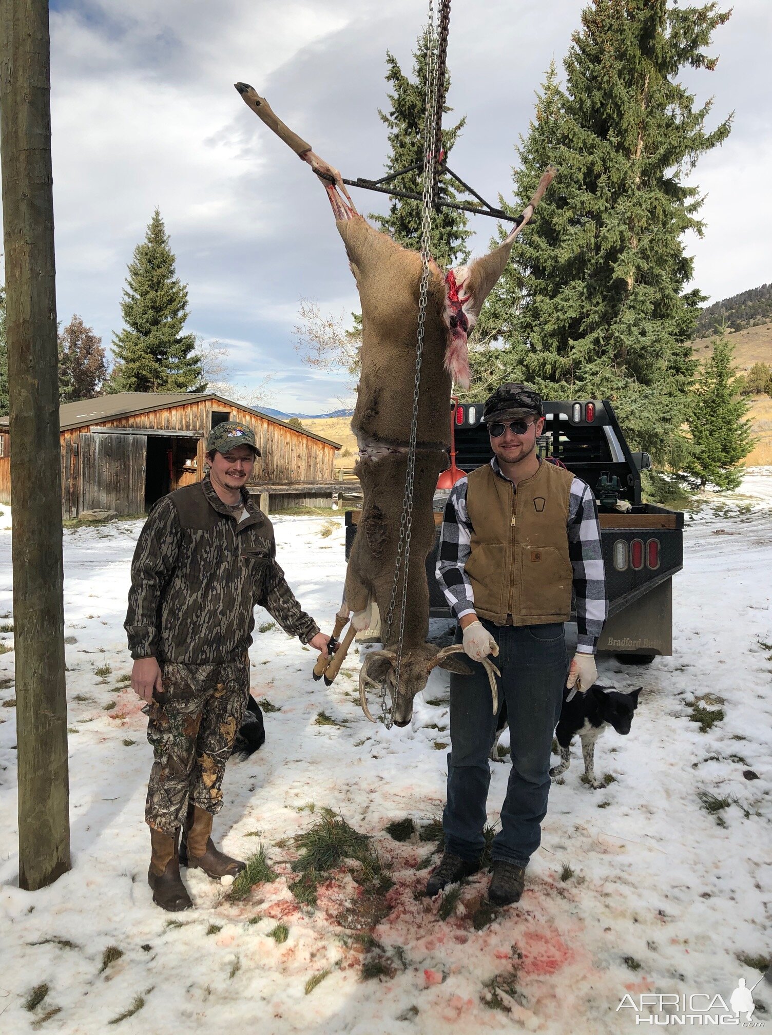 White-tailed Deer Hunting Montana USA