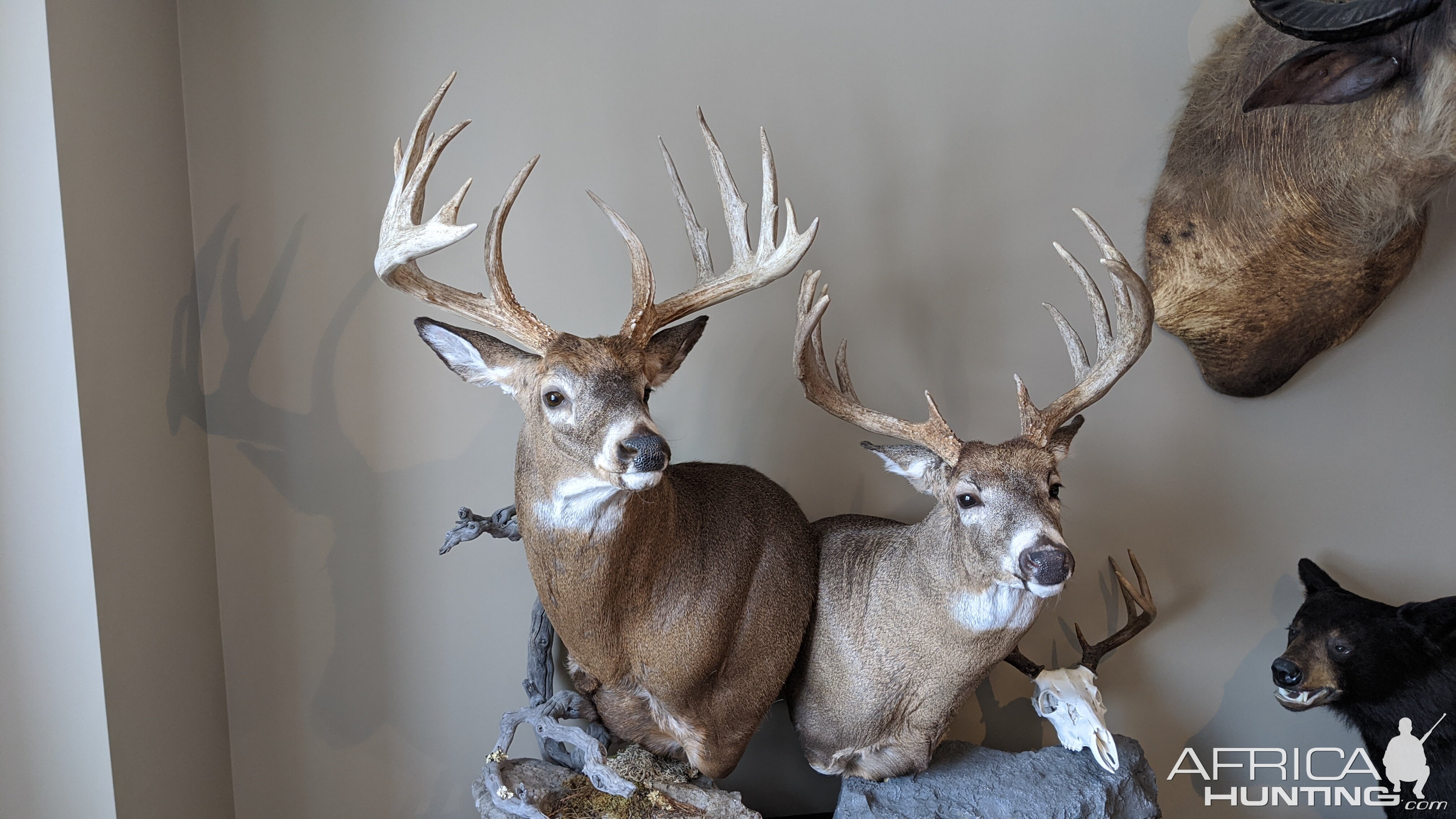 White-tailed Deer Pedestal Mount Taxidermy