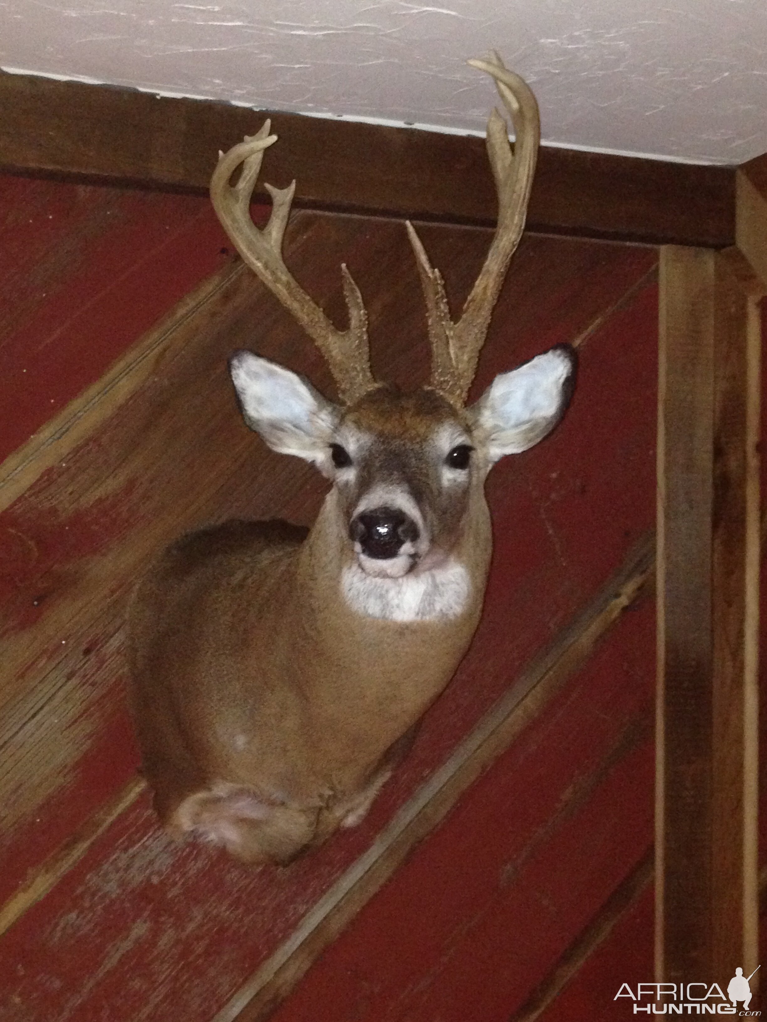 White-tailed Deer Shoulder Mount Taxidermy