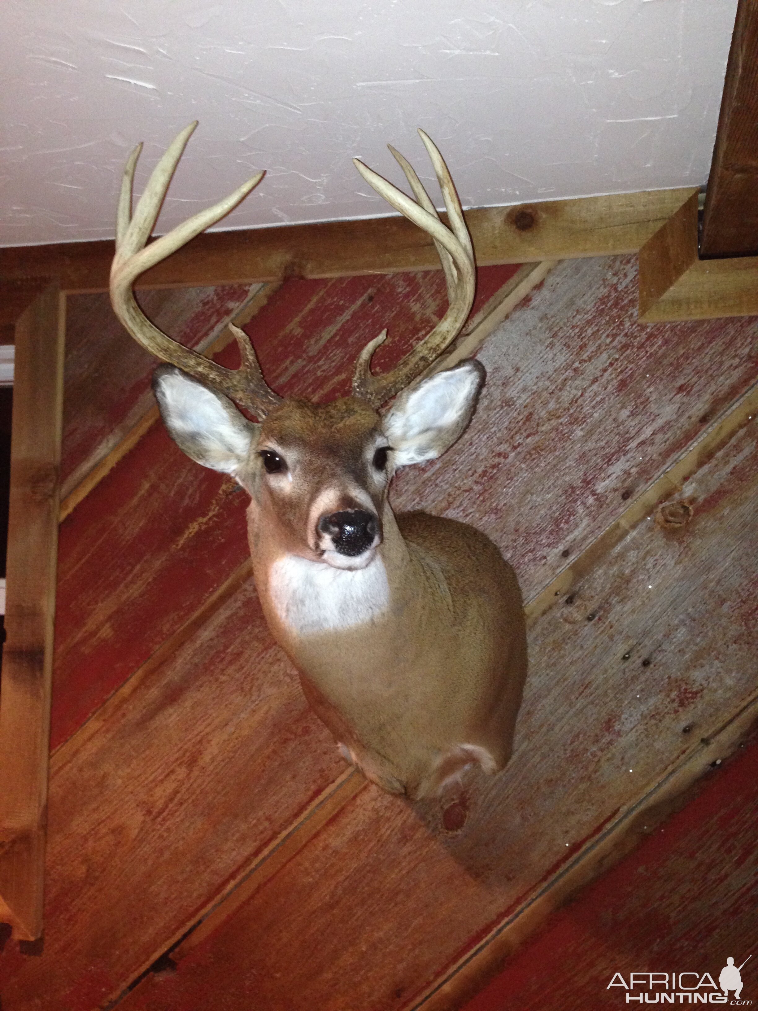 White-tailed Deer Shoulder Mount Taxidermy