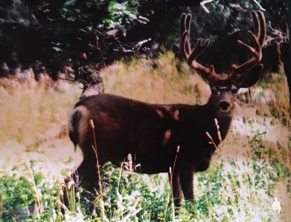 White-tailed Deer USA