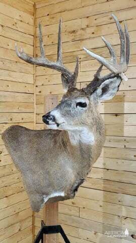 White-tailed Deer Wall Pedestal Mount Taxidermy