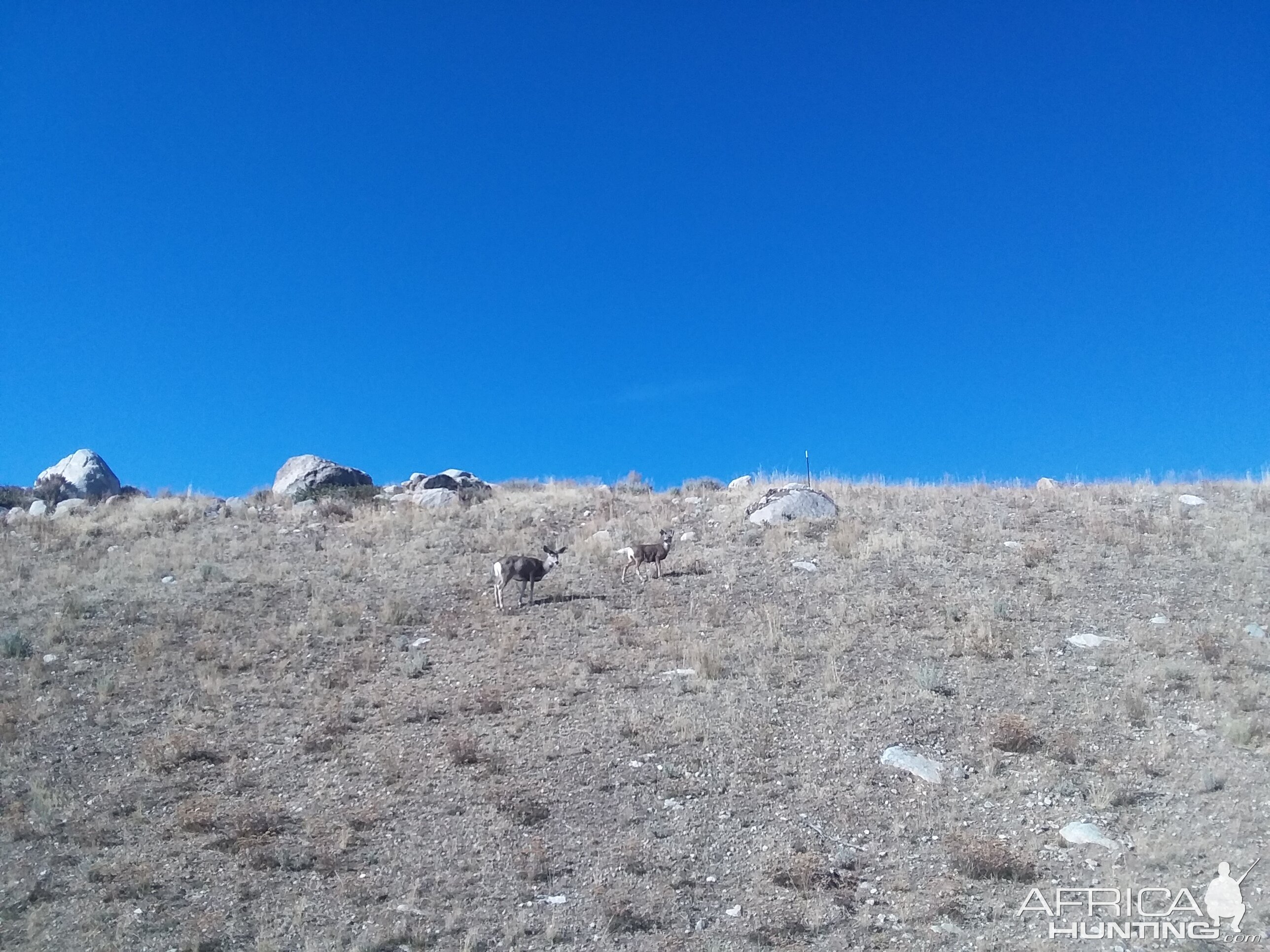 White-tailed Deer Wyoming USA