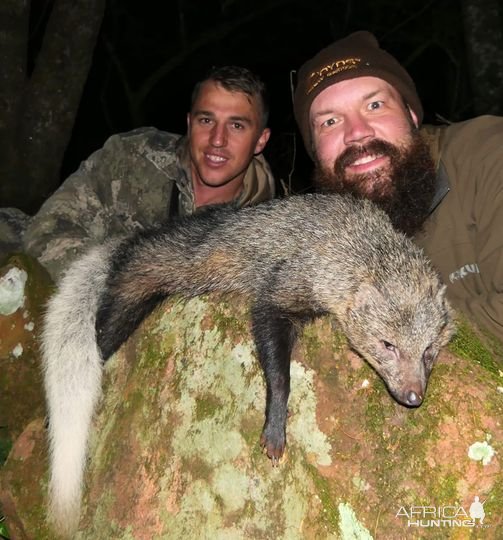 White Tailed Mongoose Hunting South Africa