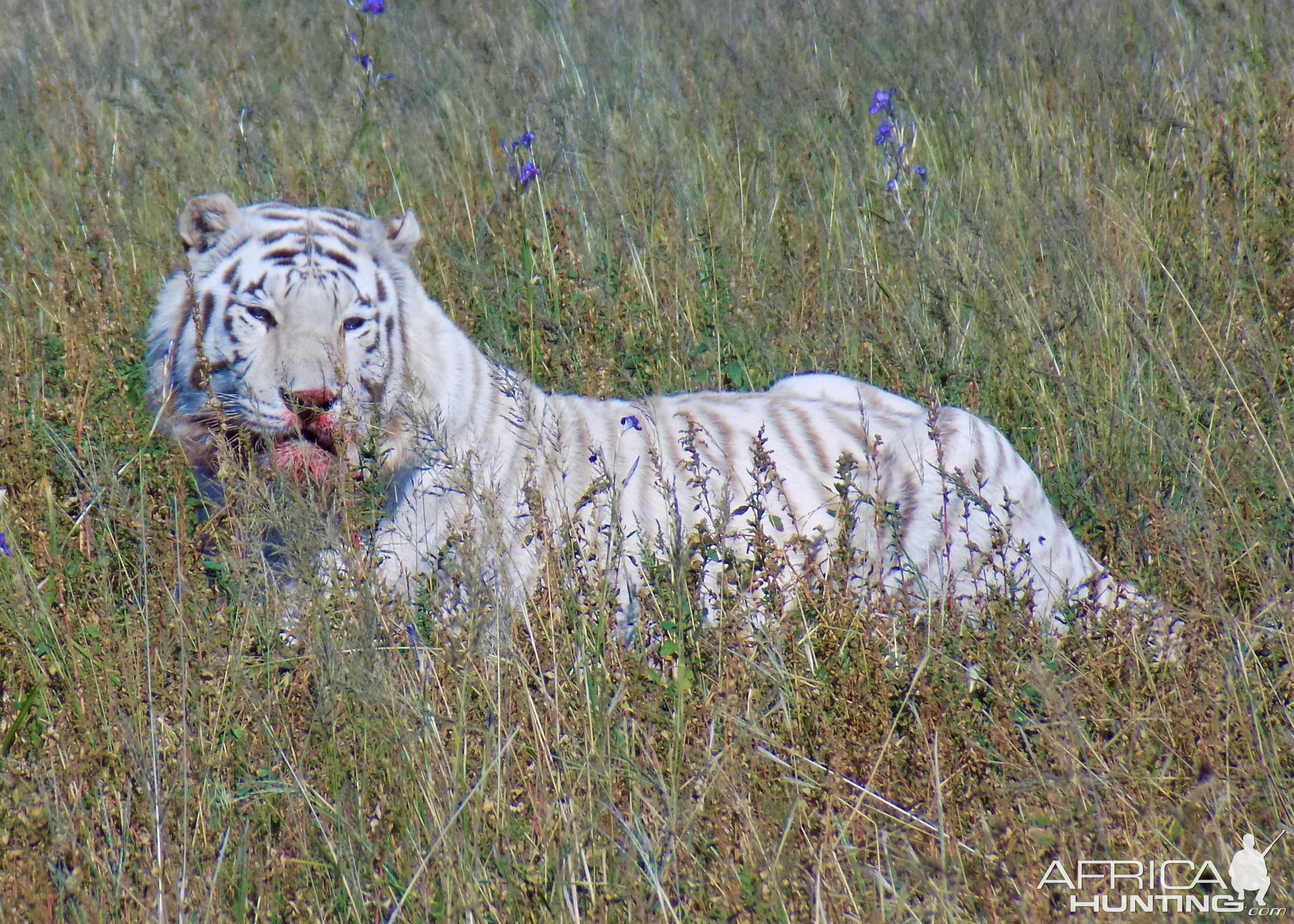 white tiger taxidermy