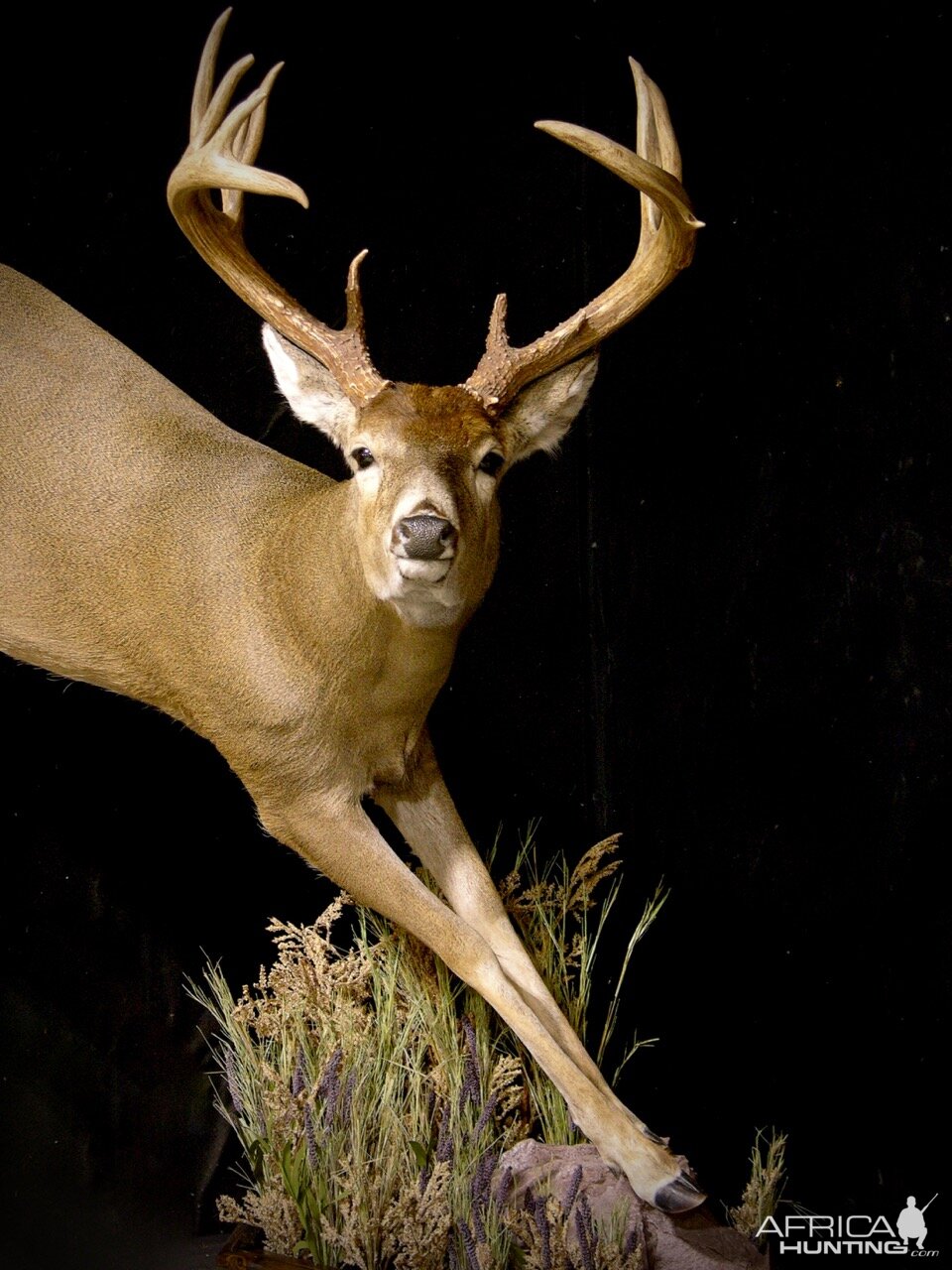 Whitetail by The Artistry of Wildlife