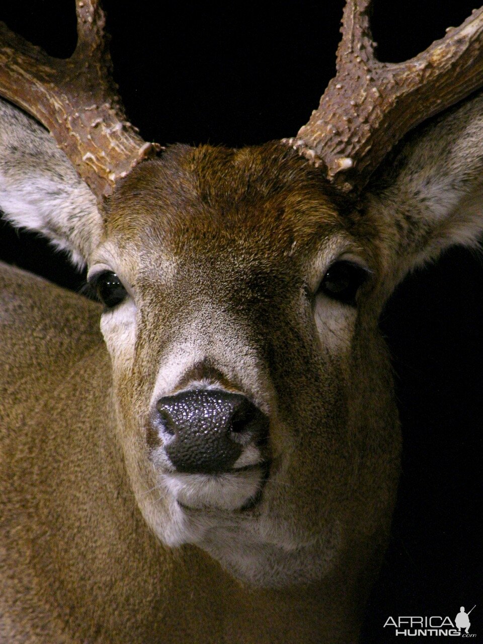 Whitetail by The Artistry of Wildlife