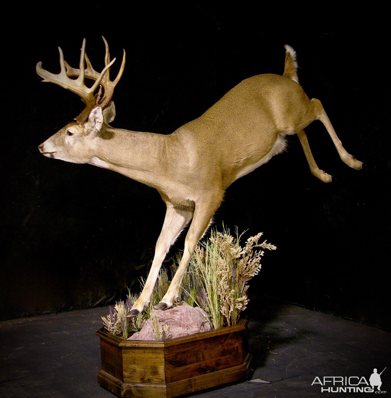 Whitetail by The Artistry of Wildlife