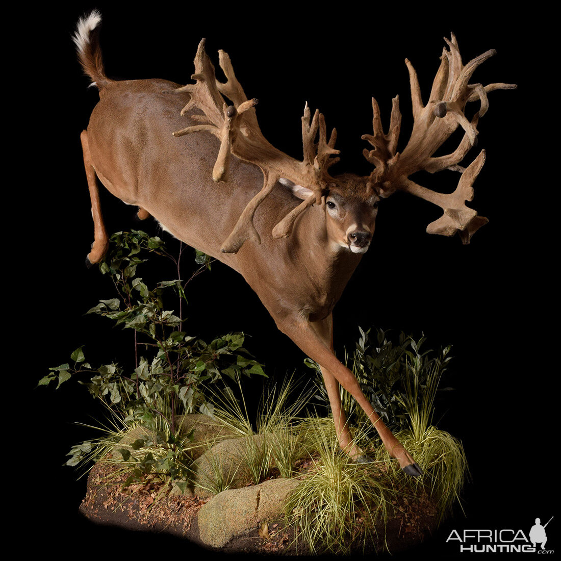 Taxidermy deer deals