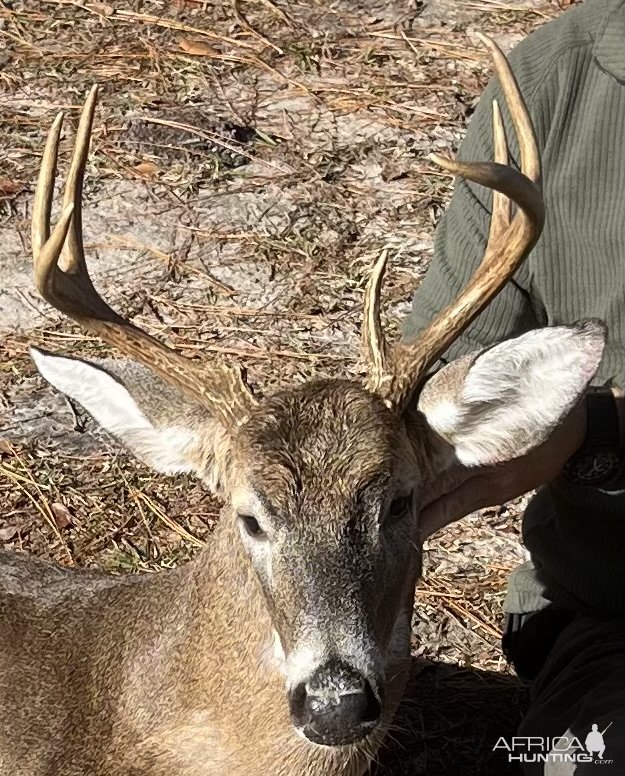 Whitetail Deer Hunt South Georgia