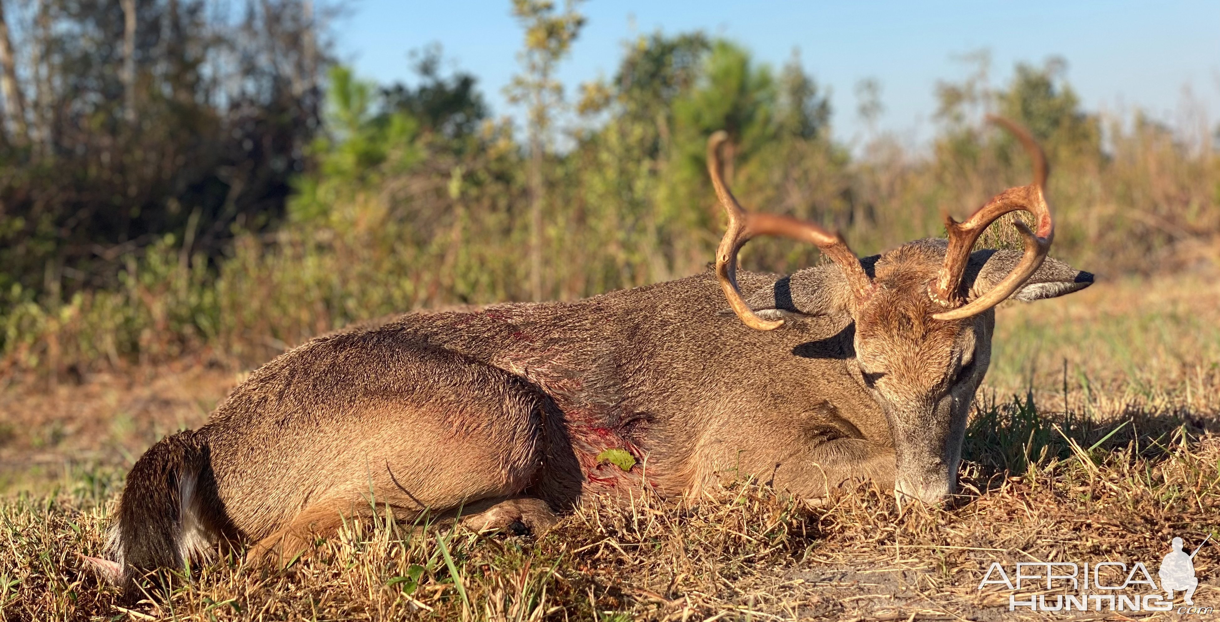 Whitetail Deer Hunt South Georgia